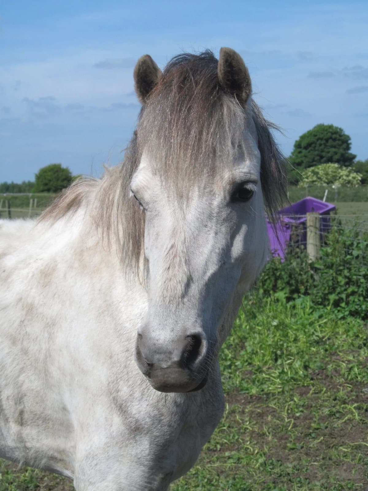 Izzy, female senior mixed breed for adoption at Shy Lowen Horse and Pony Sanctuary