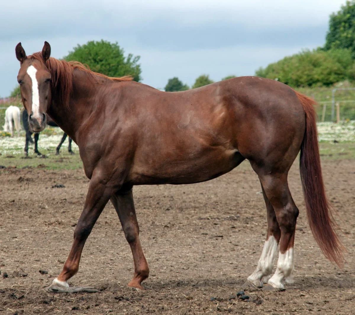Simone, female senior Mixed Breed for adoption at Shy Lowen Horse and Pony Sanctuary