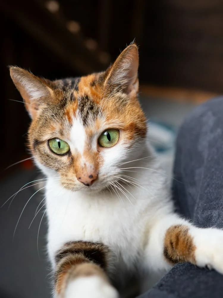 Chi,  young Mixed Breed for adoption at Silk Cat Rescue