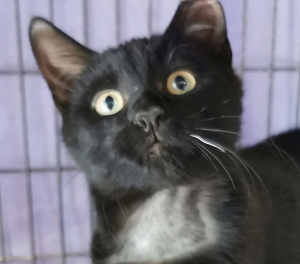 Dingle, male Mixed Breed for adoption at Silk Cat Rescue