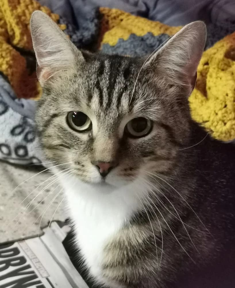 Elvis P, male 4yo Mixed Breed for adoption at Silk Cat Rescue