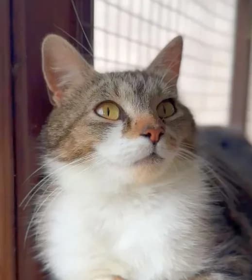 Oaklyn,  young Mixed Breed for adoption at Silk Cat Rescue