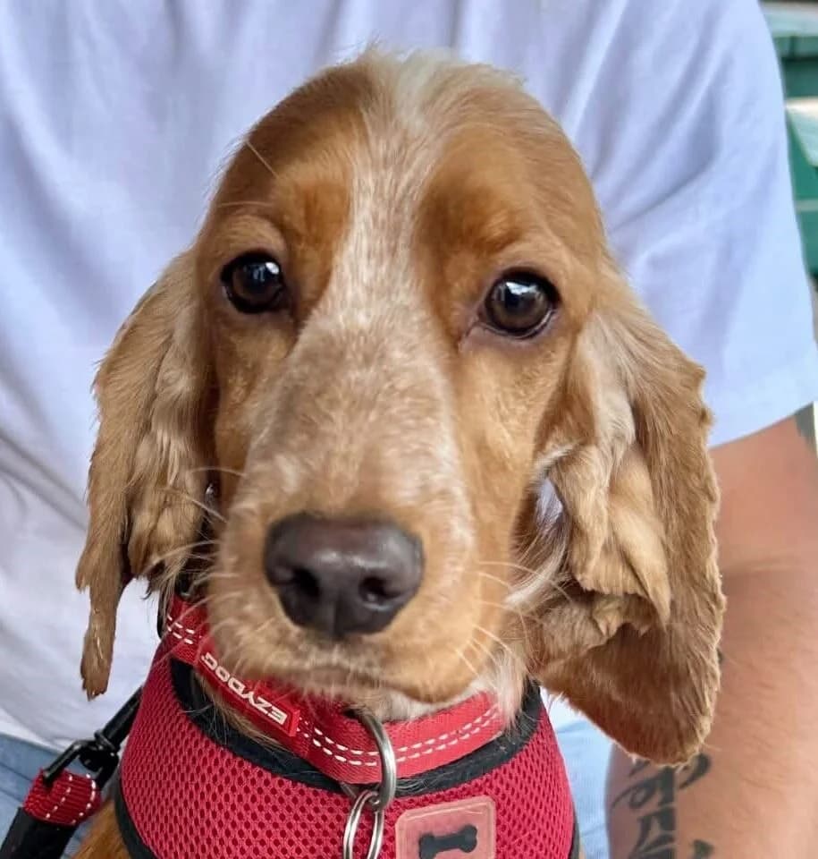 Amber, female young Cocker Spaniel for adoption at Spaniel Aid CIO