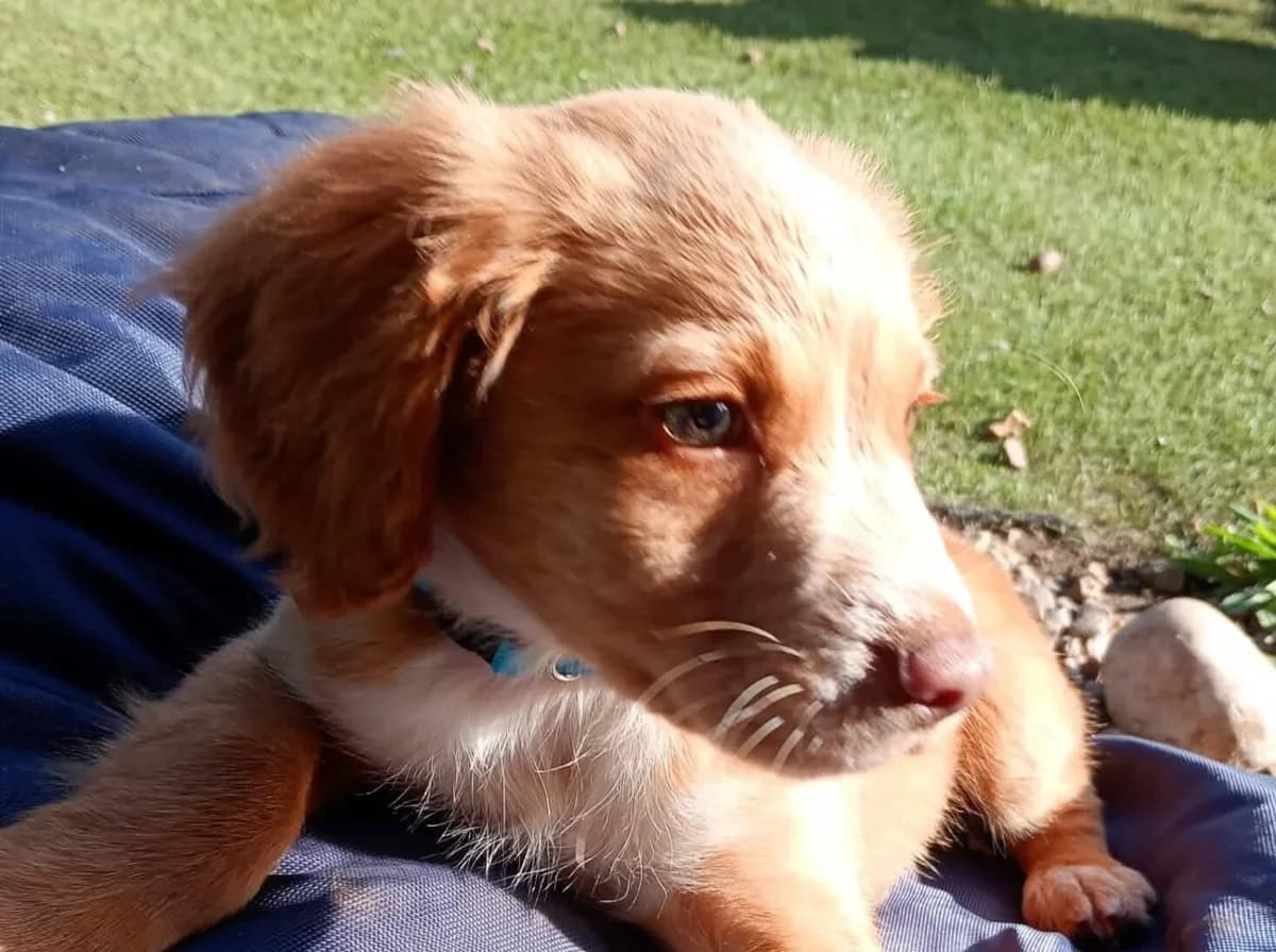 Chester, male puppy Cocker Spaniel for adoption at Spaniel Aid CIO
