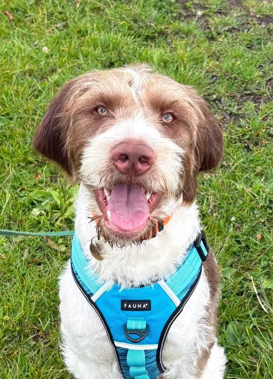 Milo, male puppy mixed breed for adoption at Spaniel Aid CIO
