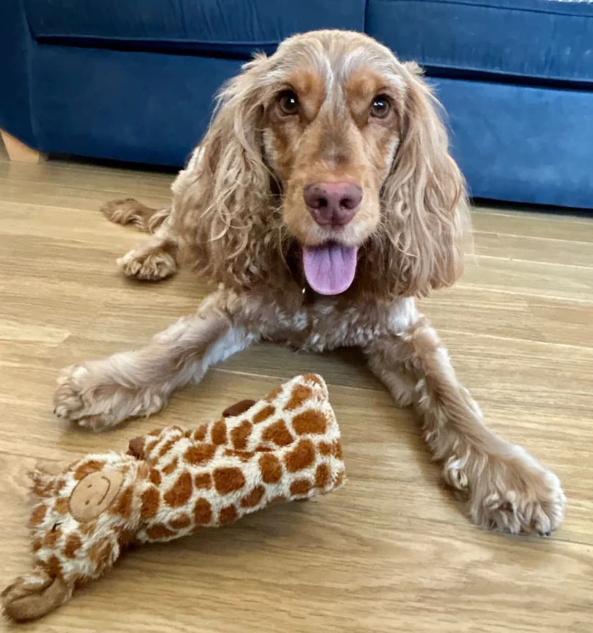 Morris, male 4yo Cocker Spaniel for adoption at Spaniel Aid CIO
