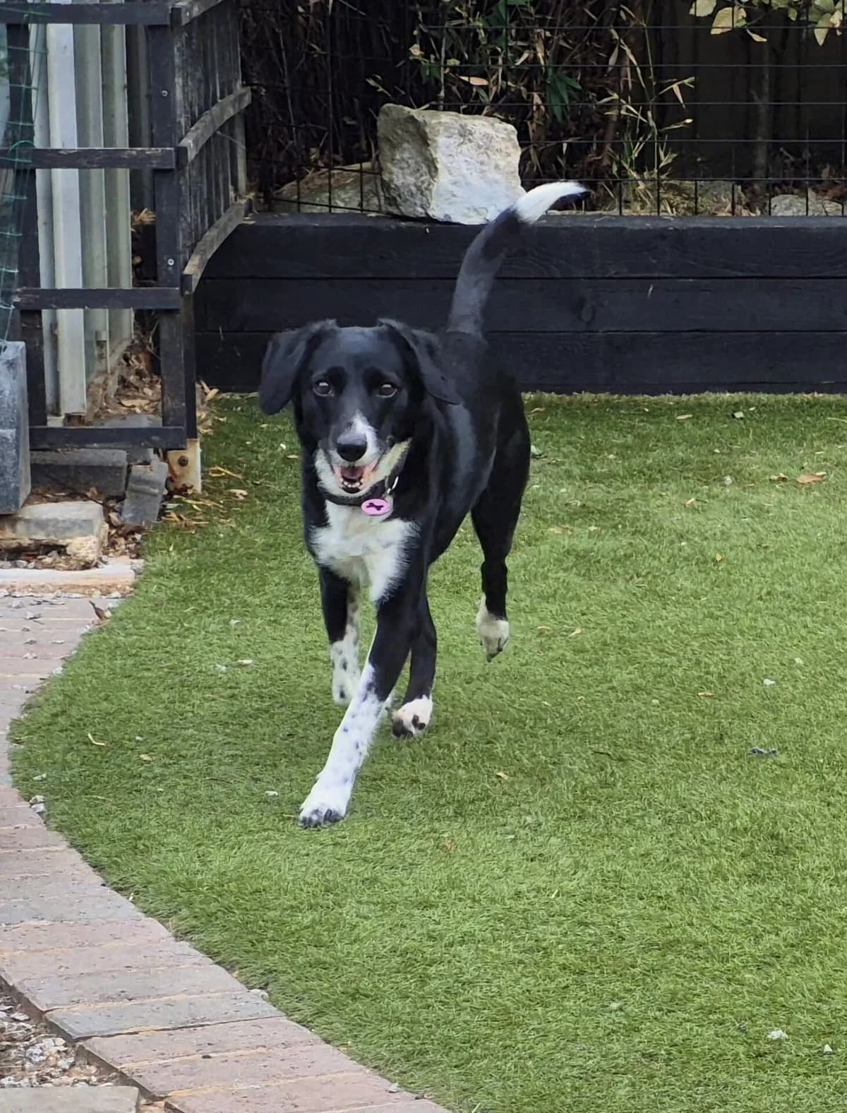 Roxy, female senior Collie for adoption at Spaniel Aid CIO