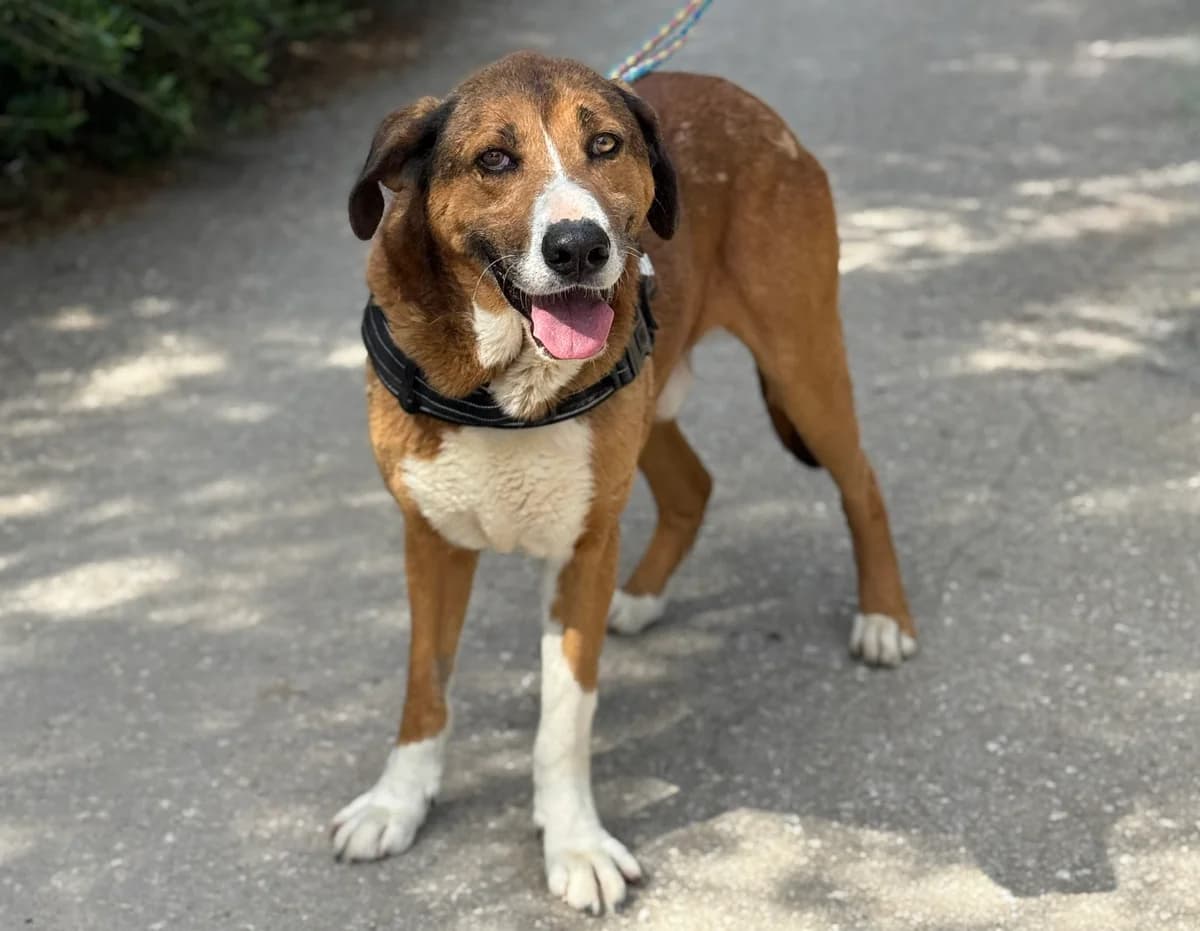 Amon, male 4yo Mixed Breed for adoption at Spanish Stray Dogs UK