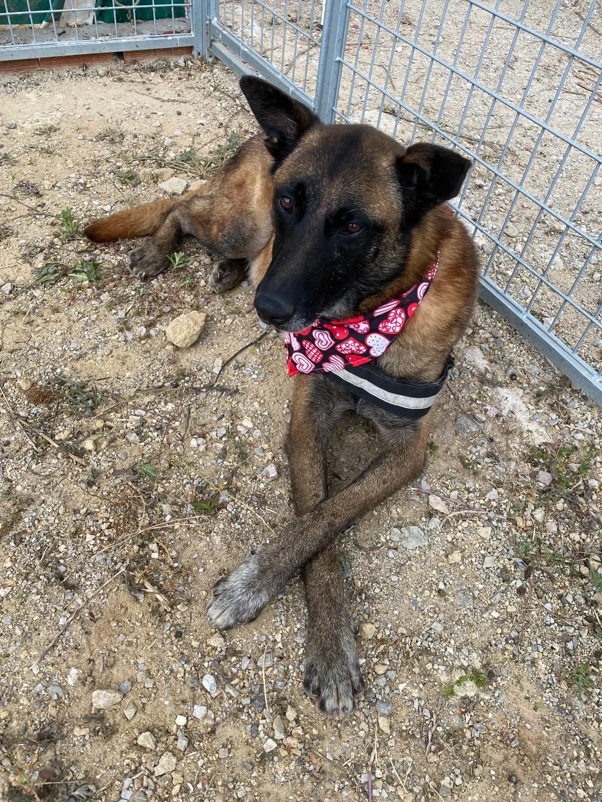 Nuez, male 5yo Belgian Malinois for adoption at Spanish Stray Dogs UK