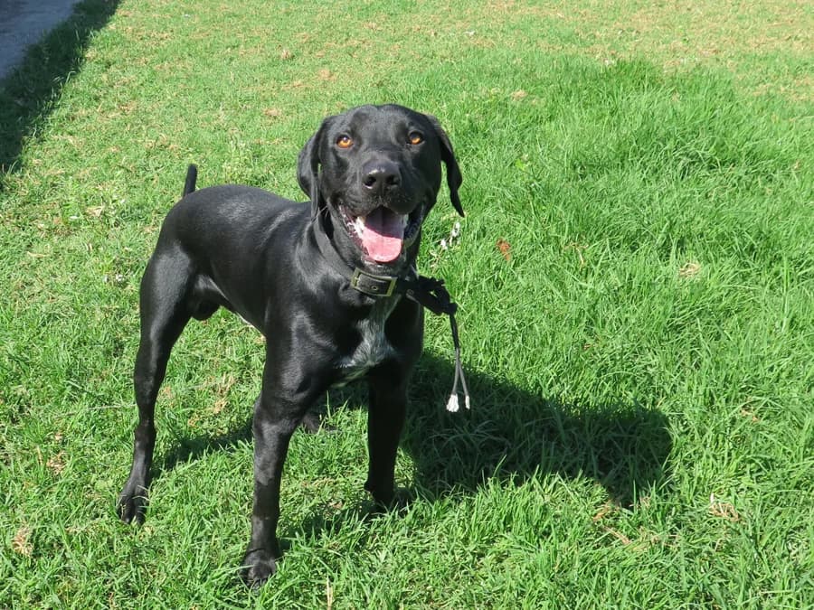 Polo, male puppy Mixed Breed for adoption at Spanish Stray Dogs UK