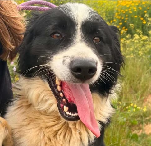 Aeolus,  (Starlight Barking Trust)