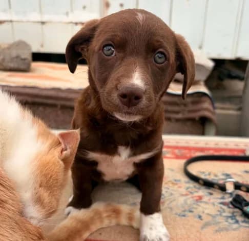 Almond, female puppy mixed breed for adoption at Starlight Barking Trust