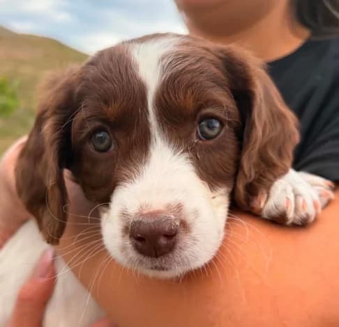 Cashew,  (Starlight Barking Trust)