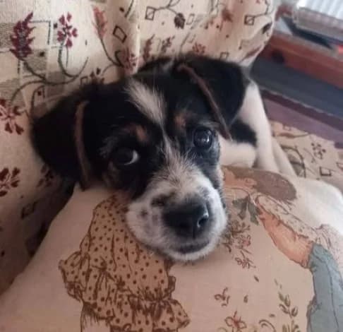 Chessy, female puppy mixed breed for adoption at Starlight Barking Trust
