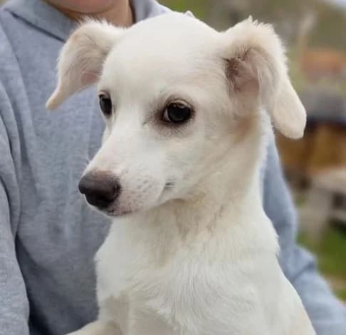 Dennis, male mixed breed for adoption at Starlight Barking Trust