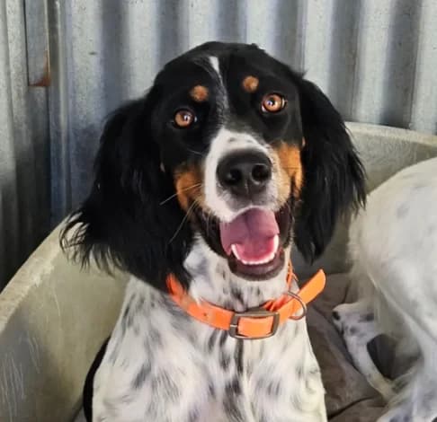 Elara, female mixed breed for adoption at Starlight Barking Trust