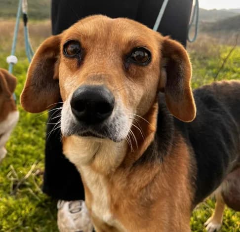 Gaia, female Mixed Breed for adoption at Starlight Barking Trust