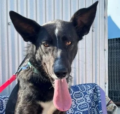 Hunter,  (Starlight Barking Trust)