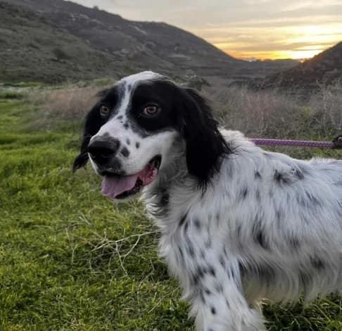 Lando, male 3yo English Setter for adoption at Starlight Barking Trust