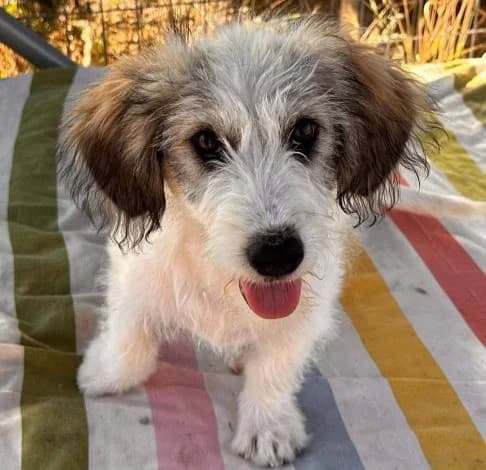 Liva, female mixed breed for adoption at Starlight Barking Trust