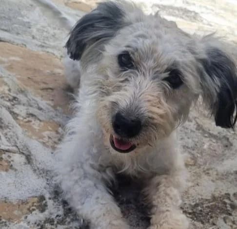 Lucky, female mixed breed for adoption at Starlight Barking Trust