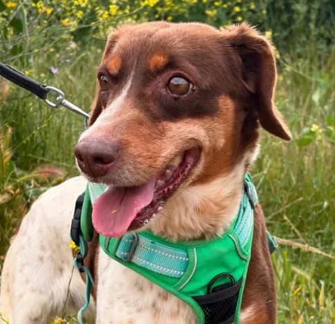 Martha,  (Starlight Barking Trust)
