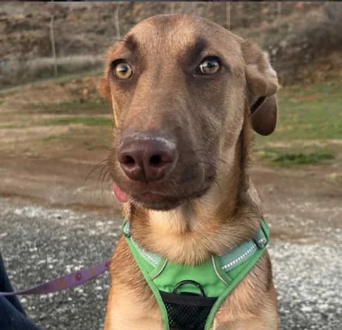 Mateo,  (Starlight Barking Trust)