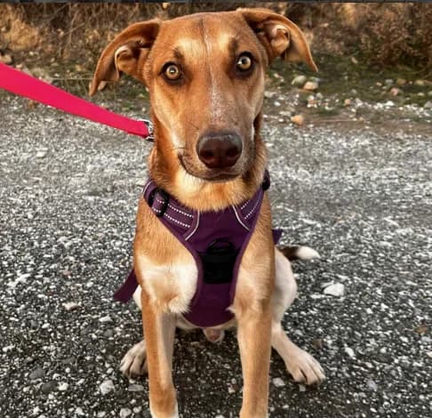 Mauro,  (Starlight Barking Trust)