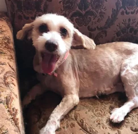 Maya, female mixed breed for adoption at Starlight Barking Trust
