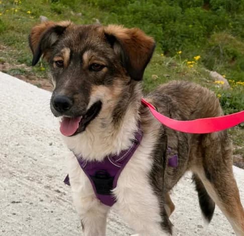 Mika,  (Starlight Barking Trust)