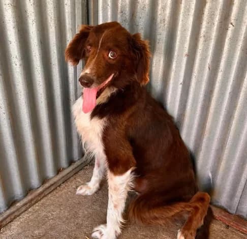 Miltos, male mixed breed for adoption at Starlight Barking Trust