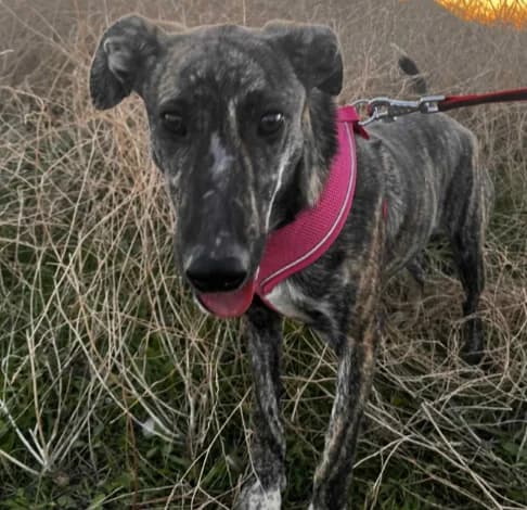 Moreno,  (Starlight Barking Trust)
