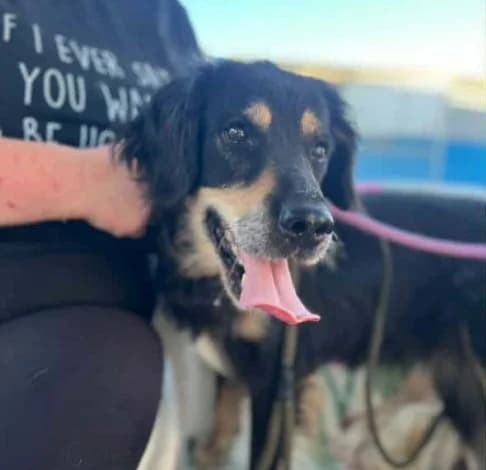 Morticia,  (Starlight Barking Trust)