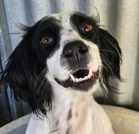 Nimue, female mixed breed for adoption at Starlight Barking Trust