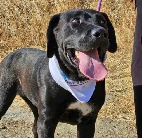 Nora, female 5yo Labrador Retriever for adoption at Starlight Barking Trust
