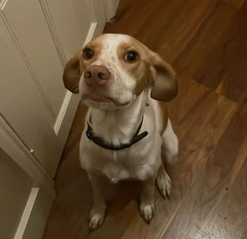 Peabo, male 4yo mixed breed for adoption at Starlight Barking Trust