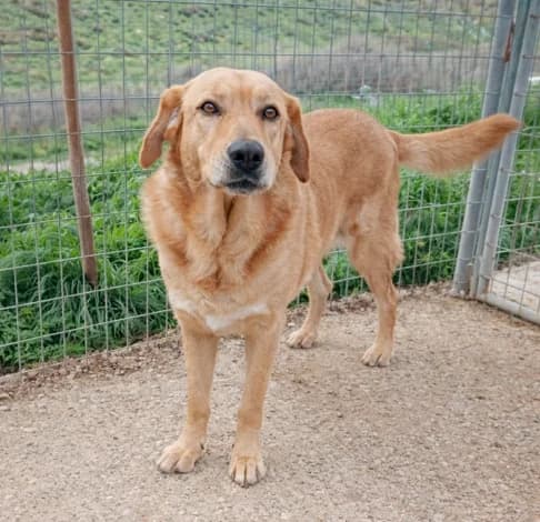 Reba,  (Starlight Barking Trust)