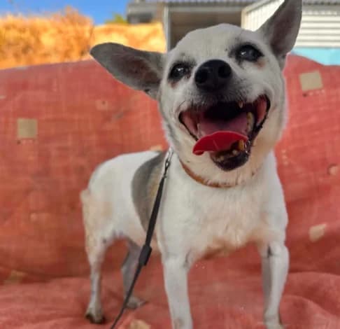Teo, male mixed breed for adoption at Starlight Barking Trust