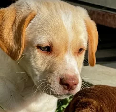 Walnut,  (Starlight Barking Trust)