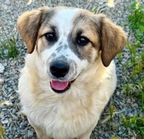 Yuri,  (Starlight Barking Trust)