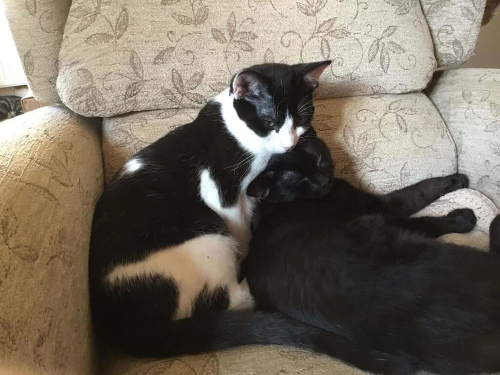 Tim and Bubbles are looking for their dream home together, male puppy Mixed Breed for adoption at Stokey Cats and Dogs