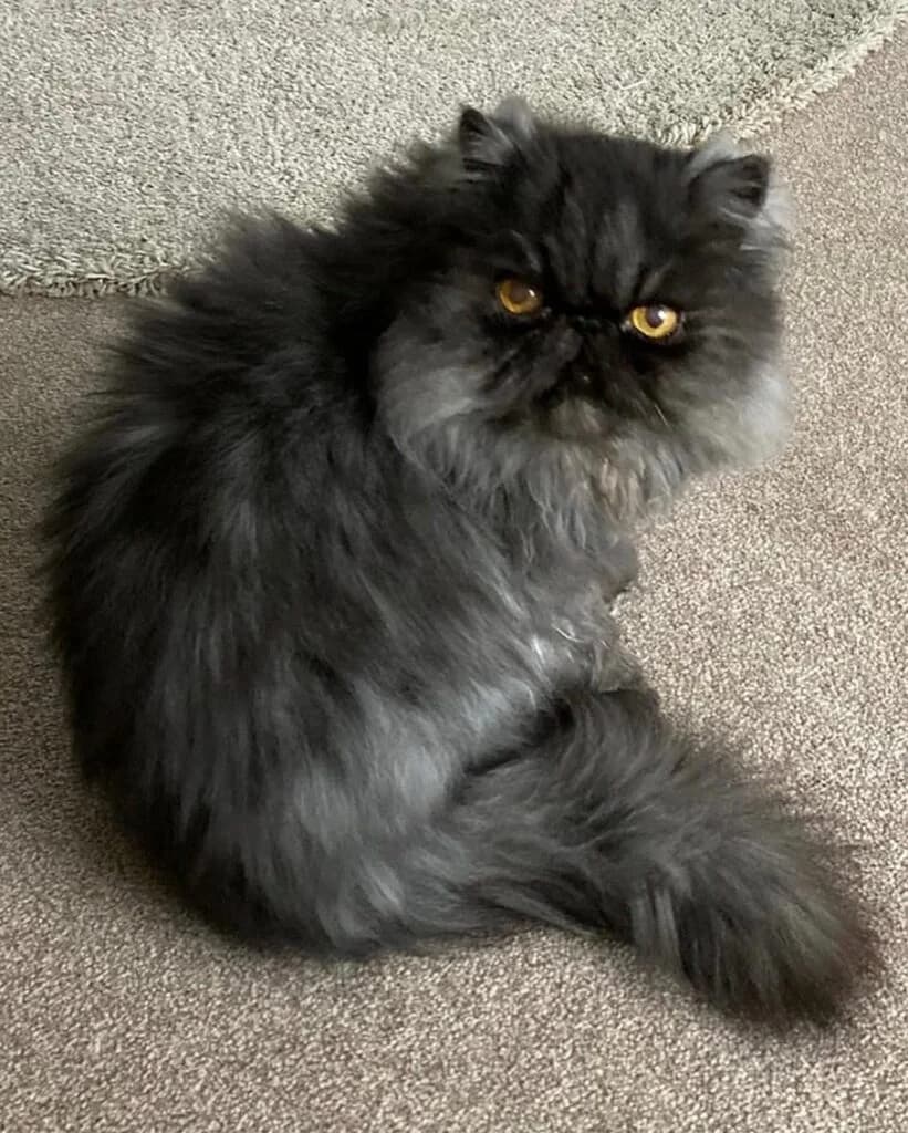 Henry the Persian needs a house full of TLC, male senior Persian for adoption at Stokey Cats and Dogs