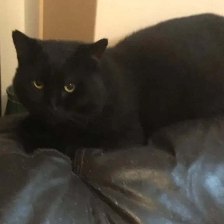 Eddie is looking for his forever loving home, male Mixed Breed for adoption at Stokey Cats and Dogs