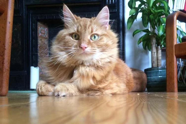 Boris, male Mixed Breed for adoption at Stokey Cats and Dogs