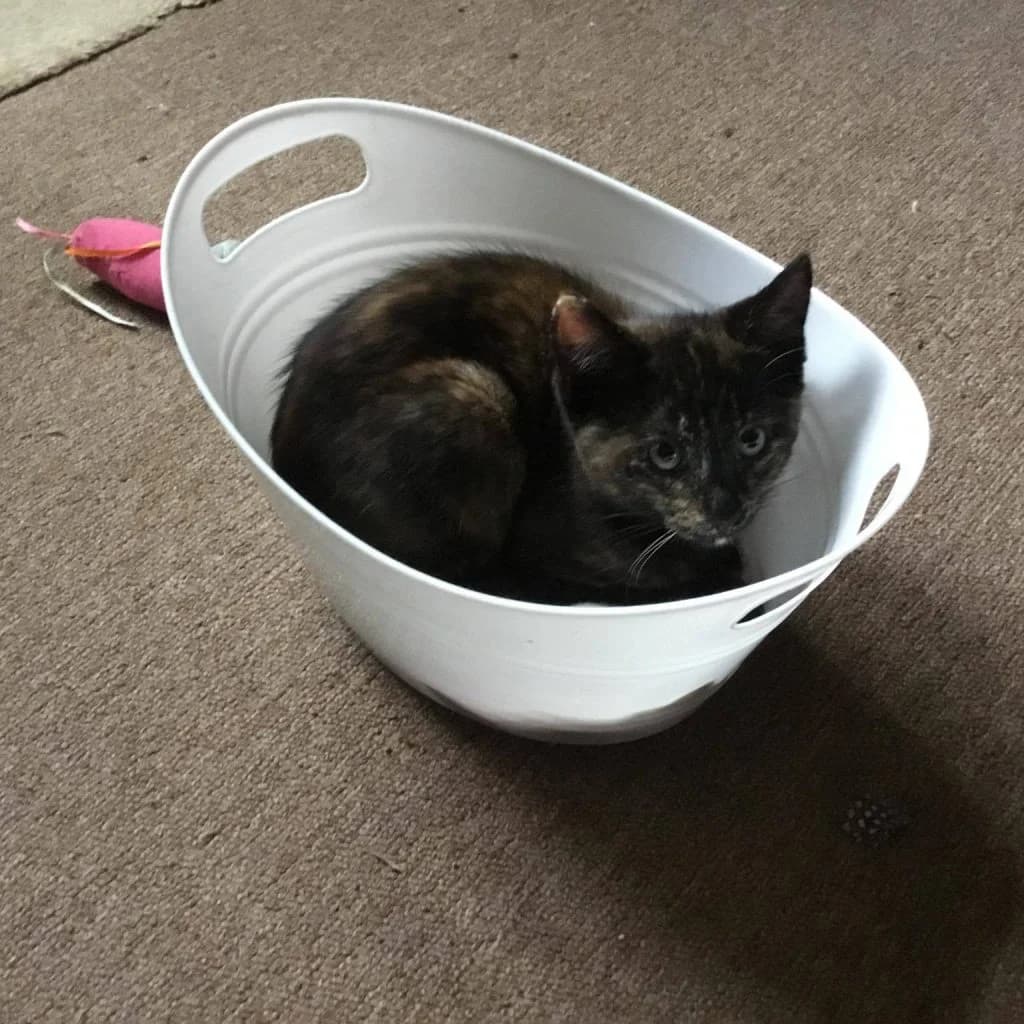 Baby Nita is looking for the purfect human pawrents, female Mixed Breed for adoption at Stokey Cats and Dogs