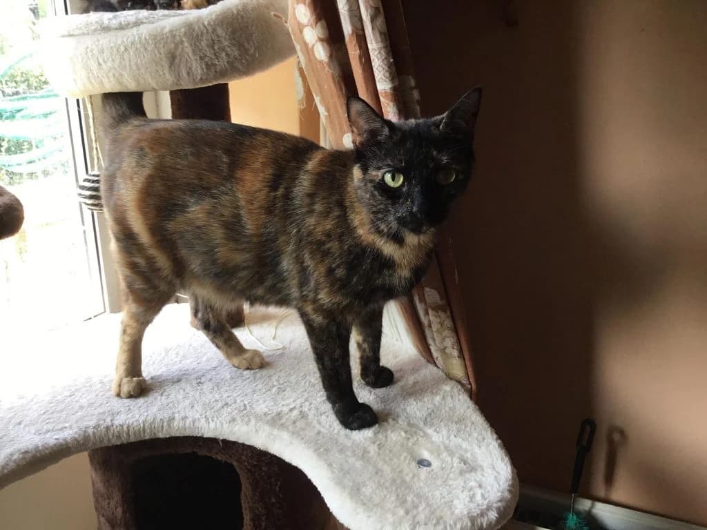 Fabulous Sylvie, female puppy Mixed Breed for adoption at Stokey Cats and Dogs