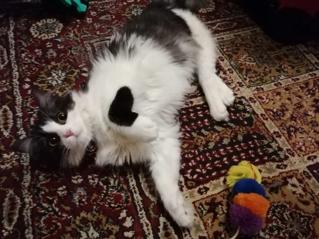Disabled Beleela is the Sweetest Cat Ever, female Mixed Breed for adoption at Stokey Cats and Dogs