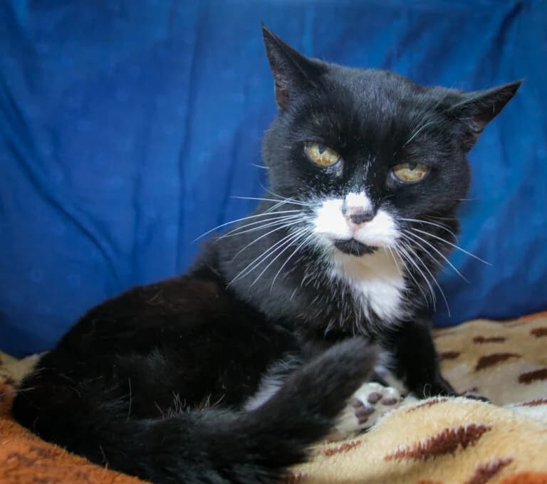 George is looking for a home to retire, female senior Mixed Breed for adoption at Stokey Cats and Dogs