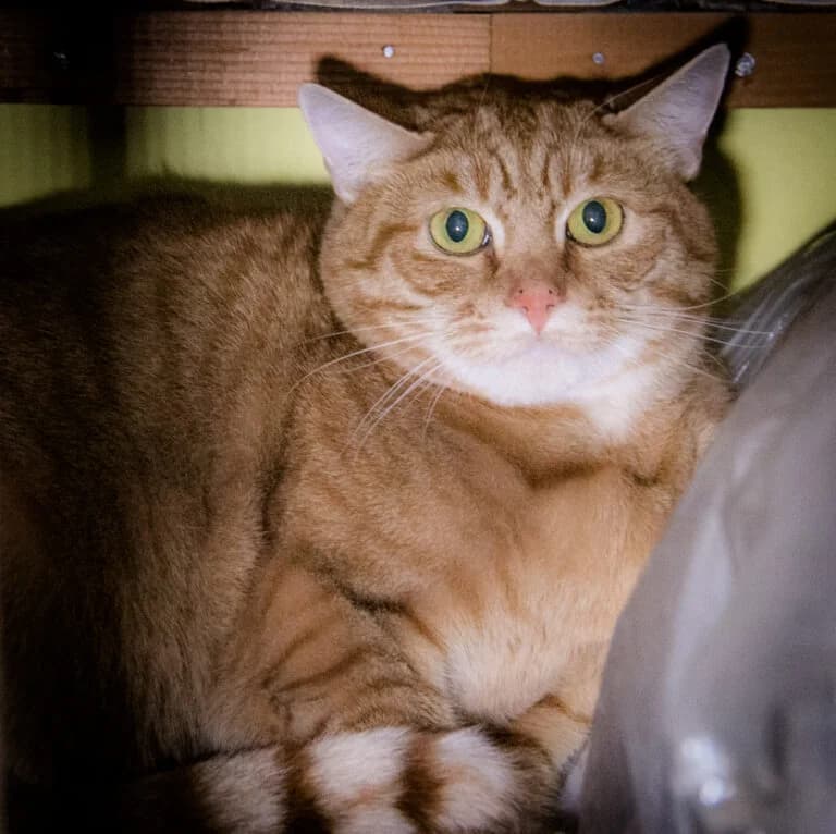 Freddie is looking for his match, male Mixed Breed for adoption at Stokey Cats and Dogs