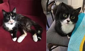 Mittens and Misty are Looking for a Loving Home Together, female puppy Mixed Breed for adoption at Stokey Cats and Dogs